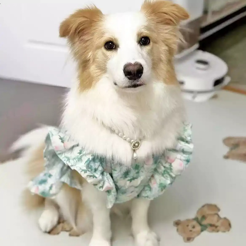 Abbigliamento per Animali Dome - Summer Dog Clothing recensione e prezzo