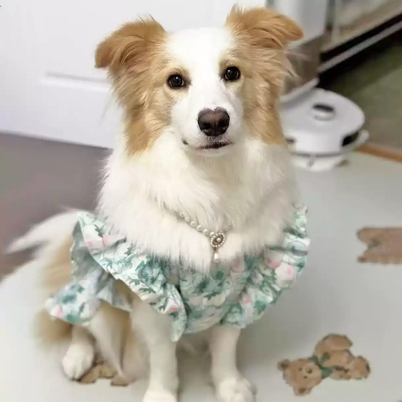 Abbigliamento per Animali Dome - Summer Dog Clothing recensione e prezzo