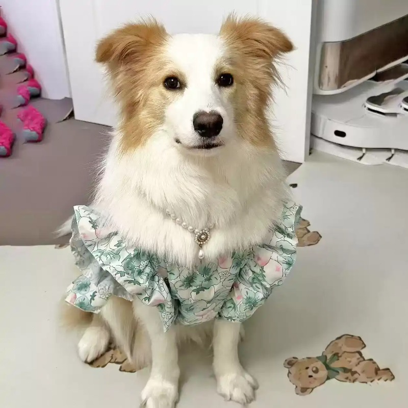 Abbigliamento per Animali Dome - Summer Dog Clothing recensione e prezzo
