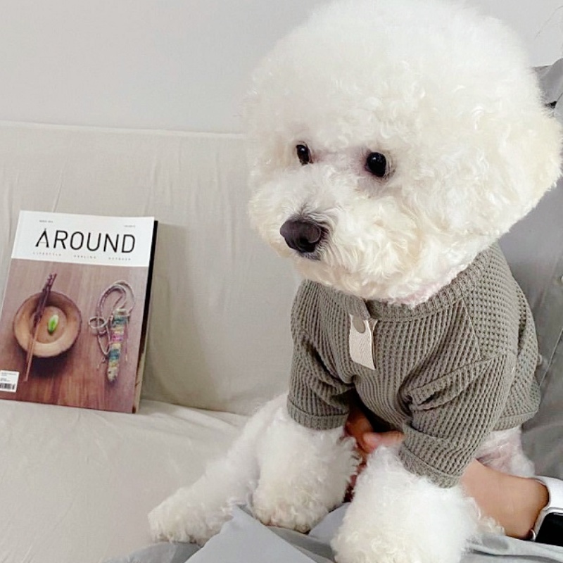 Camicia estiva per animali dom - Summer Dog Clothing recensione e prezzo